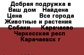 Добрая подружка,в Ваш дом!!!Найдена › Цена ­ 10 - Все города Животные и растения » Собаки   . Карачаево-Черкесская респ.,Карачаевск г.